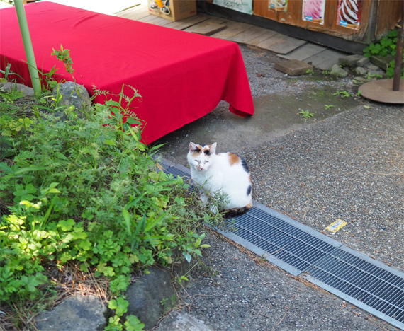 sakuraneko3293.jpg