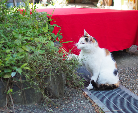 sakuraneko3295.jpg