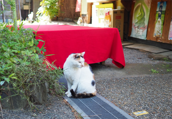 sakuraneko3296.jpg
