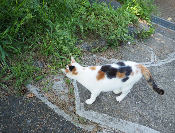 sakuraneko3297.jpg
