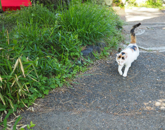 sakuraneko3298.jpg