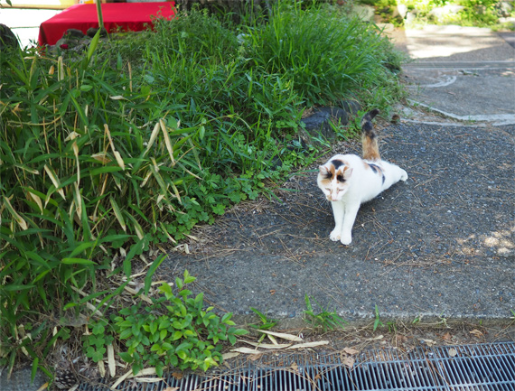 sakuraneko3299.jpg