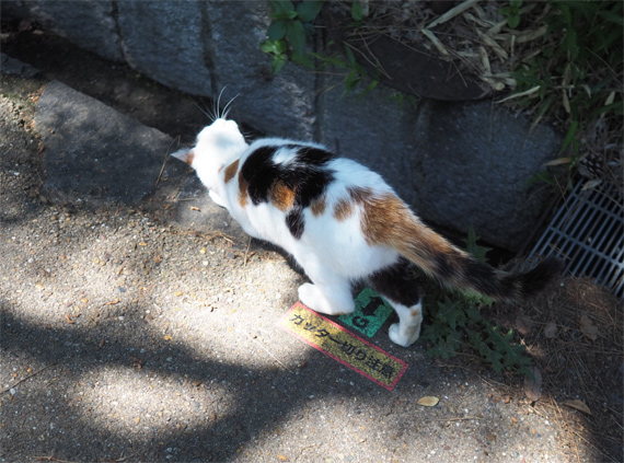 sakuraneko3300.jpg