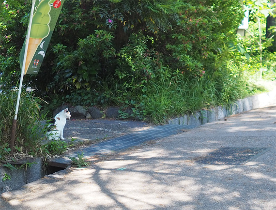 sakuraneko3301.jpg