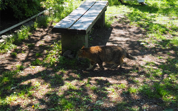 sakuraneko3303.jpg