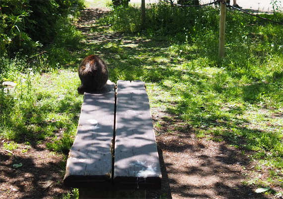 sakuraneko3306.jpg