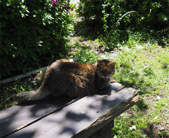 sakuraneko3307.jpg