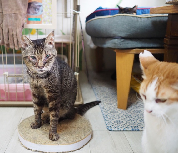 sakuraneko3309.jpg