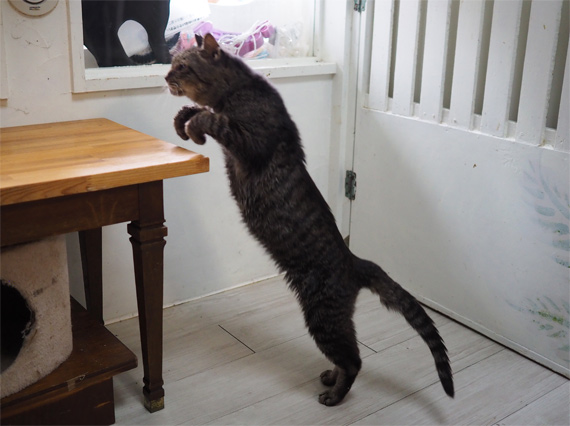 sakuraneko3334.jpg