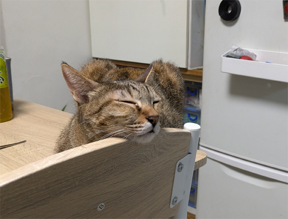 sakuraneko3413.jpg