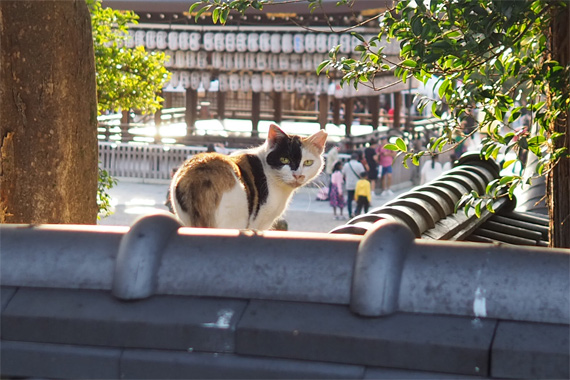 sakuraneko3450.jpg