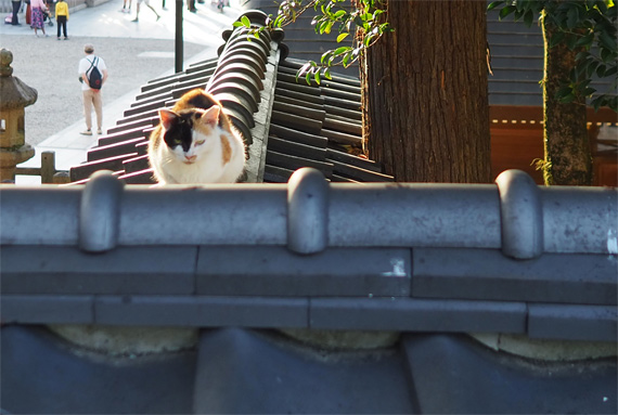 sakuraneko3451.jpg