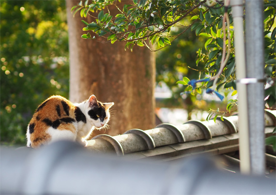 sakuraneko3454.jpg
