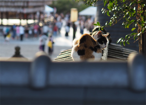 sakuraneko3455.jpg