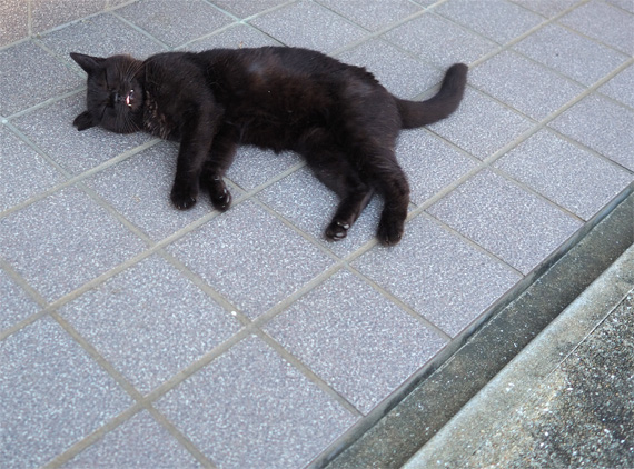 sakuraneko3456.jpg