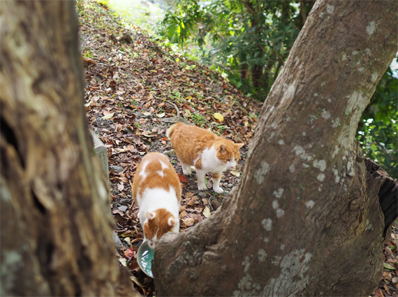 sakuraneko3481.jpg