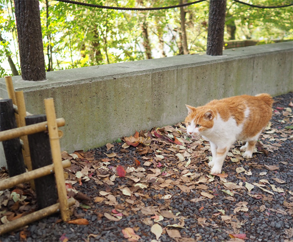 sakuraneko3482.jpg