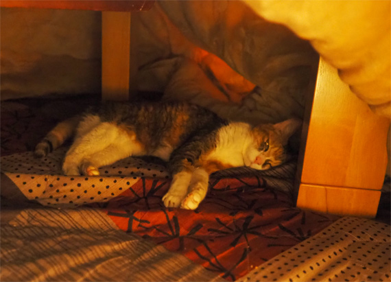 sakuraneko3484.jpg