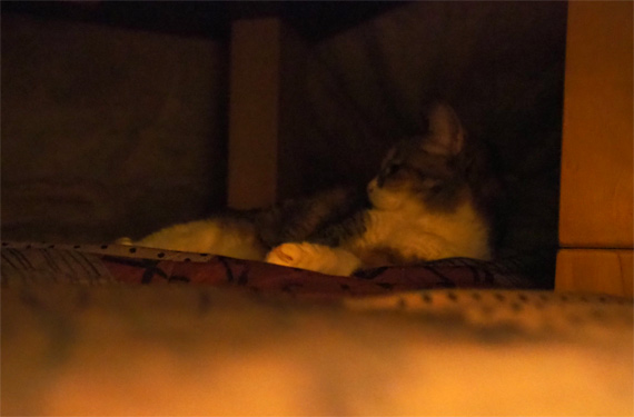 sakuraneko3485.jpg