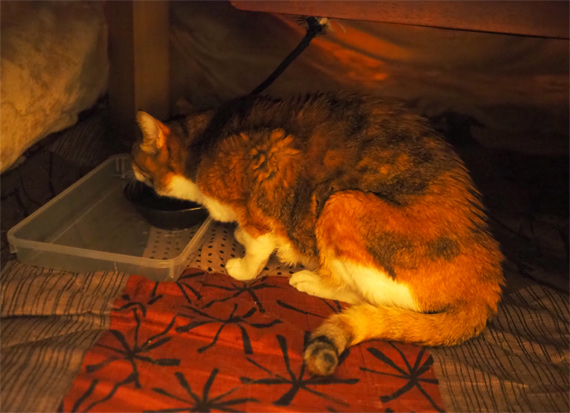 sakuraneko3487.jpg