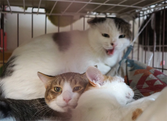 sakuraneko3498.jpg