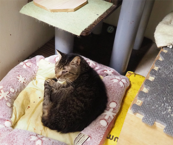 sakuraneko3501.jpg