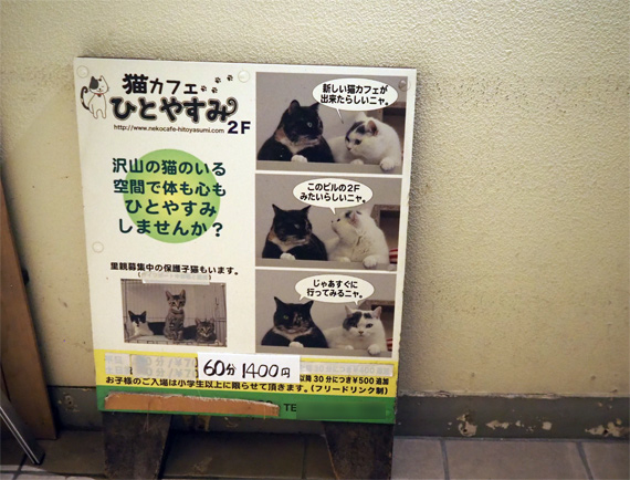 sakuraneko3513.jpg