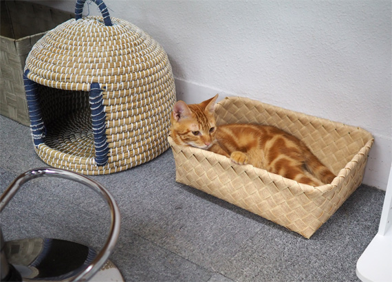 sakuraneko3515.jpg