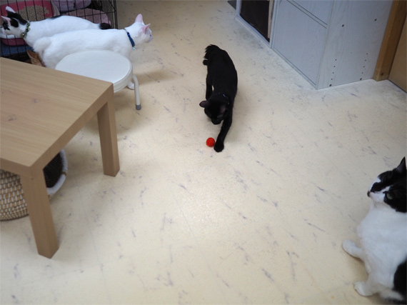 sakuraneko3518.jpg