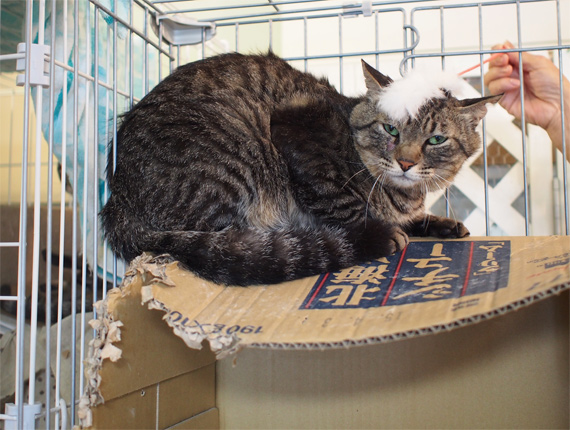 sakuraneko3521.jpg