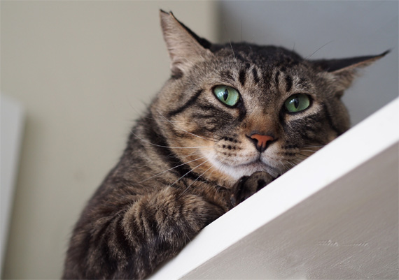 sakuraneko3523.jpg