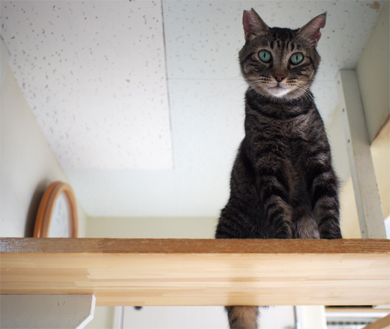 sakuraneko3528.jpg