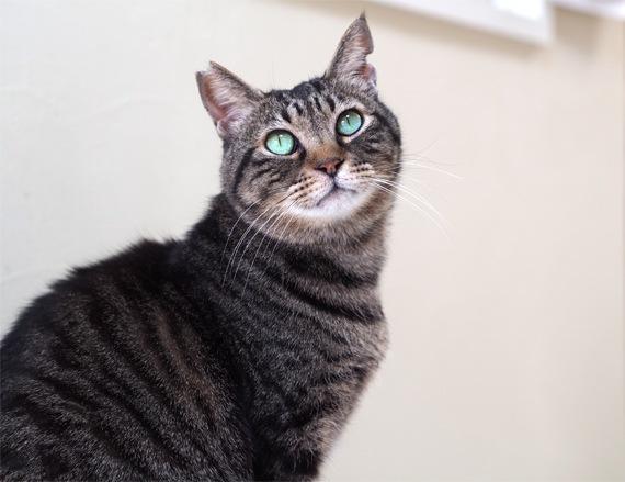 sakuraneko3529.jpg