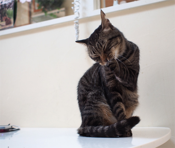 sakuraneko3530.jpg
