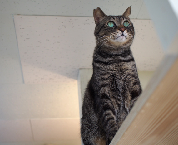 sakuraneko3531.jpg