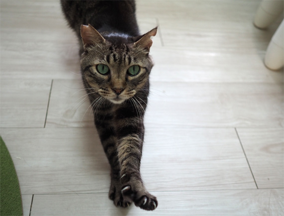 sakuraneko3535.jpg