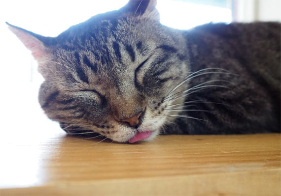 sakuraneko3536.jpg