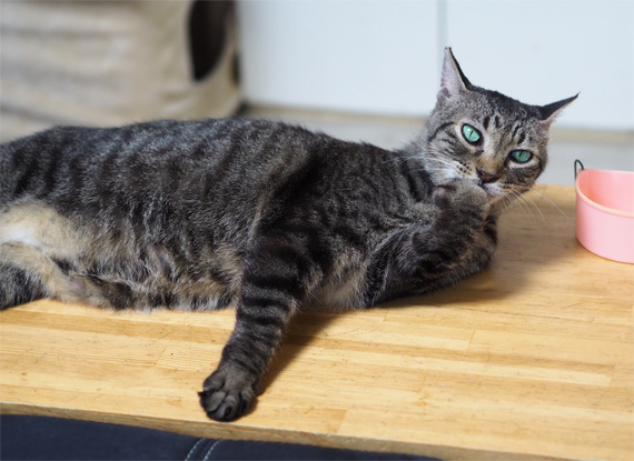 sakuraneko3537.jpg