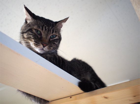 sakuraneko3538.jpg