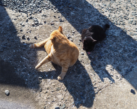 sakuraneko3573.jpg