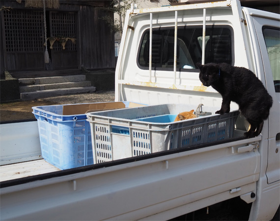 sakuraneko3574.jpg