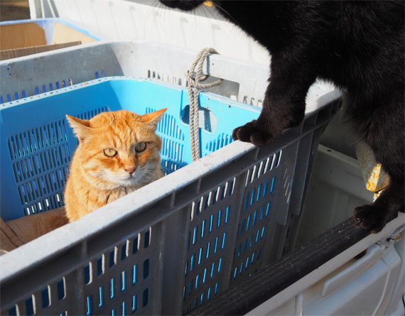 sakuraneko3575.jpg