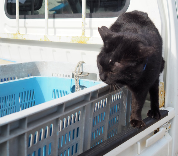 sakuraneko3577.jpg