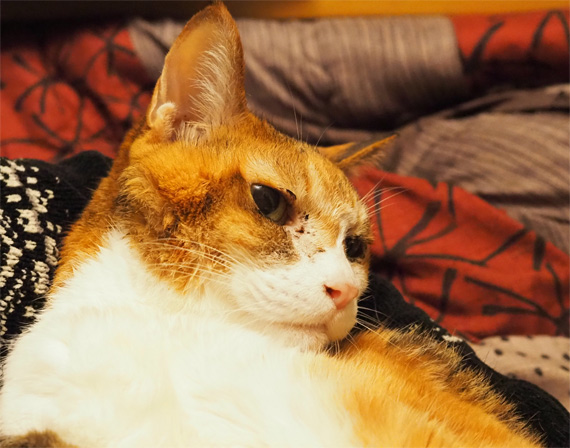 sakuraneko3580.jpg