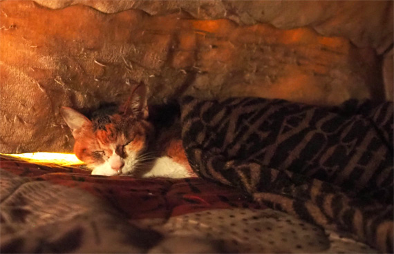 sakuraneko3581.jpg