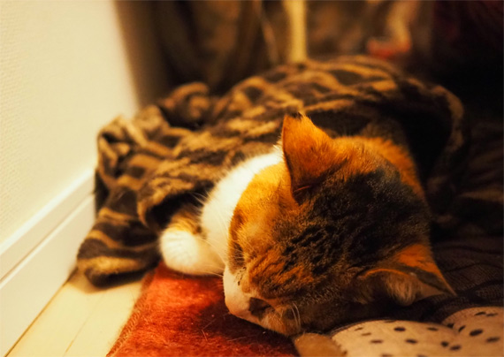 sakuraneko3582.jpg