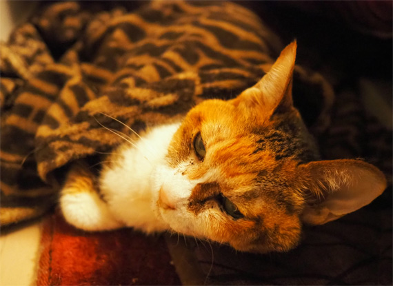 sakuraneko3583.jpg