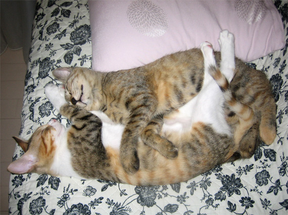 sakuraneko3584.jpg