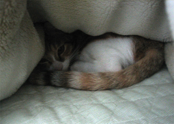 sakuraneko3585.jpg