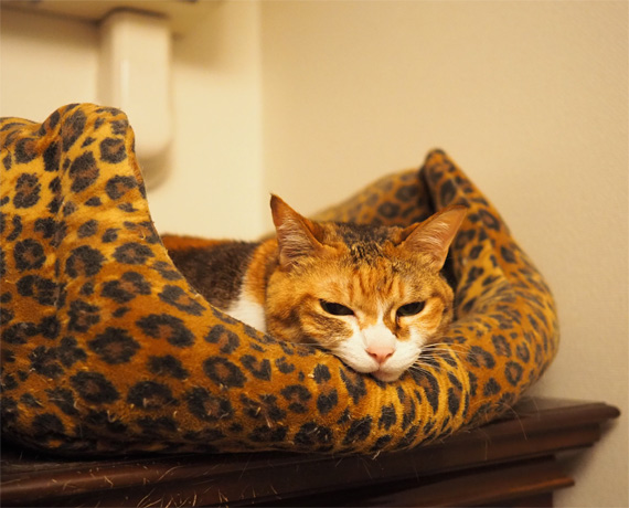 sakuraneko3588.jpg